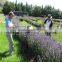 2 Stroke Lavender Harvesting Machine