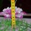 cheap big daffodils flower heads