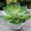 Professional hot sale artificial succulent plant for table decoration