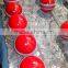 Red cricket Leather balls