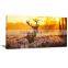 Color Feather Animal Decor Printed Canvas Art For Livingroom DWYS68