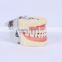 wholesale dental base model trimmer Teeth Carvity Preparation Models Set