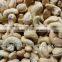 Cashew Nut