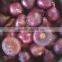 kudos egyptian fresh onion