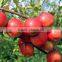 2016 Fresh red star apples with high quality for sale Chinese fresh red star apples factory