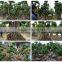 Ficus Microcarpa