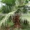Washingtonia filiferaLinden.Wendland of outdoor ornamental decrotive landscaping palm trees plants