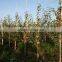 bamboo sticks pole shape for plant tree nursery support