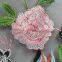 dot com Multi-color Embroidered lace fabric with special pattern for dress