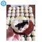 New Design Momo Filling Making Machine Double Hopper Steamed Stuffed Bun Machine