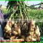 Sell Chinese Mature Ginger Root Specification Fresh/Dried In Wholesale Price