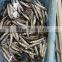 Good quality frozen capelin with roe for export
