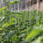 100pcs holland Sale Hybrid f1 cucumber seeds white green diva pueudo cucumber seeds for planting