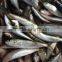 Frozen Sardine Fish