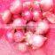 2015 Onion Lowest Price With Best Quality