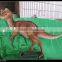 HOT!!! Dinosaur Egg and Dinosaur Baby for Theme Park