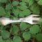 Folding Titanium Spork and Titanium Knife and Spork Titanium for Titanium Cookware