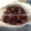 2016 Fresh chestnut in gunny bag