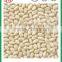 Wholesale high quality Chinese best price blanched peanut
