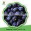 China delicious new seasonwholesale bulk frozen blueberries