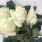 Hot selling beautiful rose flowers fresh cut rose flowers