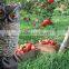 Smart Dark Bird Repellent Flash Eyes