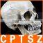 Human Resin Skull Model for Halloween
