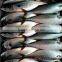 Frozen Chub Mackerel and Pacific Mackerel Scomber Japonicus