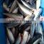 frozen pacific mackerel HGT