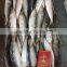 2015 Frozen Sardine wr for Fishing Bait 90-120pcs/ctn