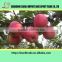 Natural extract fruit ,80% colored fuji apple