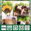 Mushroom Fungi China Wholesale Fresh Dried Organic Edibal Shiitake Mushroom