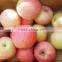 Best supplier of Fresh Apples from Jia Wei China good taste qinguan apples