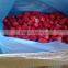 Egyptian frozen strawberry (festival and camarosa)