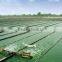 High Quality Bulk Spirulina, Spirilina in Stock