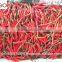 High Quality Fresh Red Hot Chilli Vietnam full size