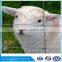 High quantity Low Prices Sheep galvanized Farm Fence