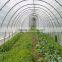 Plastic greenhouses for agricultur