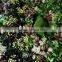 fake wall decoration artificial green plant wall