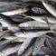 new season horse mackeral with good quality