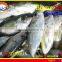FROZEN BIGEYE SCAD WHOLE ROUND