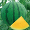 Good quality f1 hybrid yellow watermelon seeds for growing