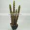 New arrival artificial succulent tree bonsai series wholesale