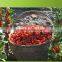 dried goji fruit