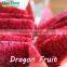 2016 Taiwan Fresh Dragon fruit