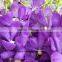 Best Hot Sale Blooming Plant Purple fresh cut cymbidium orchids For Wedding