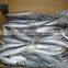 Frozen whole round scad on sale!!!!