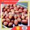 World Best Selling Products Roasted Peanut With Red Skin