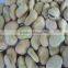 new crop factory supplier fava beans cheap Best Price Broad Bean