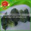 High quality fresh frozen organic broccoli